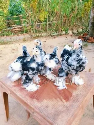 Brahma Chicks