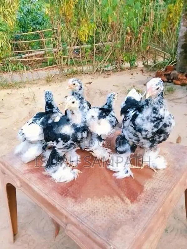 Brahma Chicks