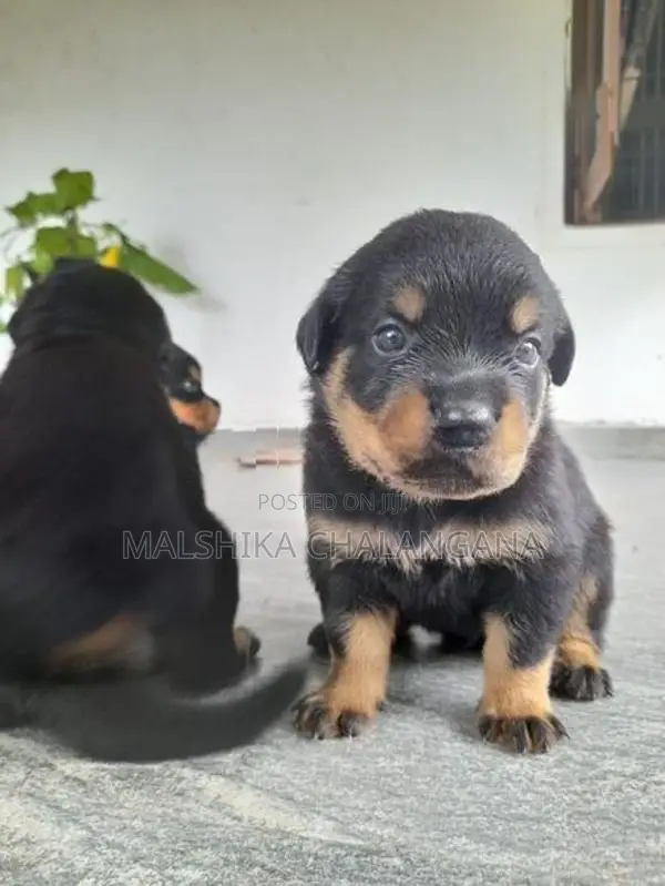 Rottweiler Puppies