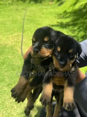 Rotweiler Puppies