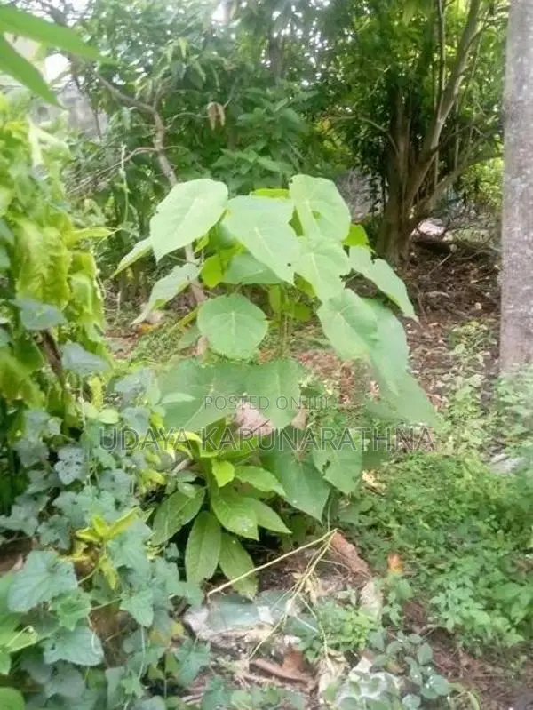 Land for Sale Hibutana