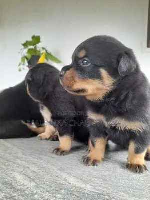 Rottweiler Puppies