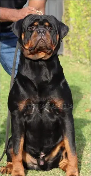 Rotweiler Puppies