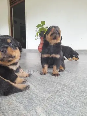Rottweiler Puppies
