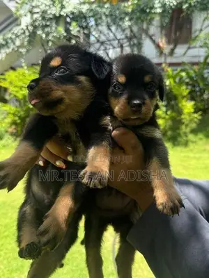 Rotweiler Puppies