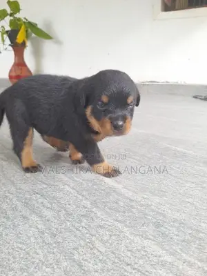 Rottweiler Puppies
