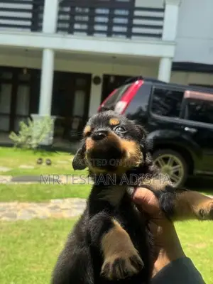 Rotweiler Puppies