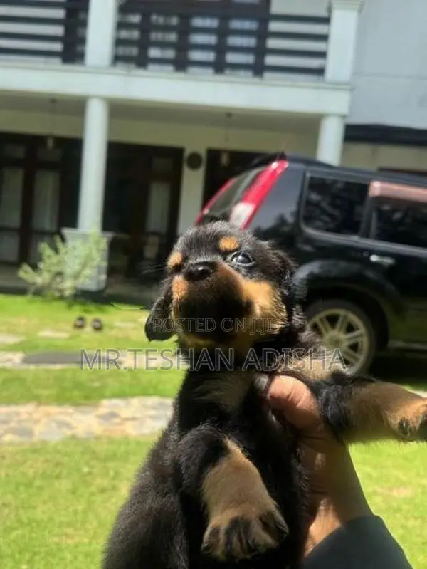 Rotweiler Puppies