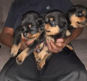 Rottweiler Puppies