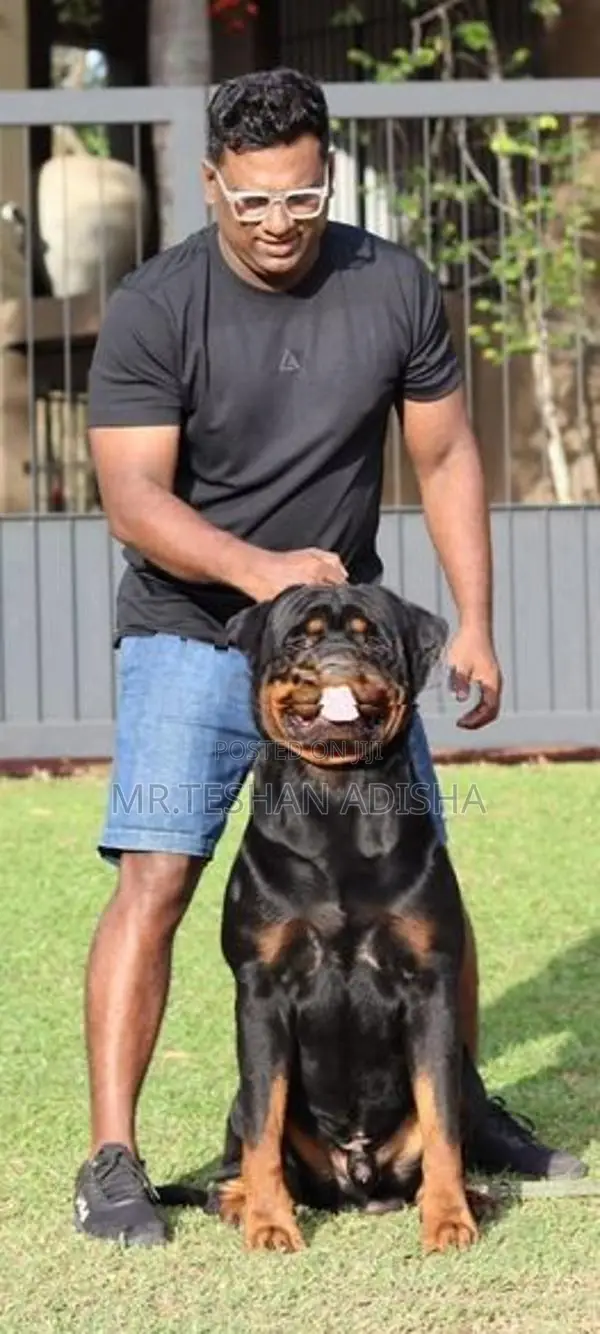 Rotweiler Puppies
