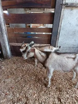 Farm Goats