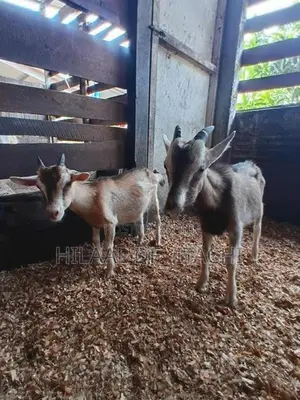 Farm Goats