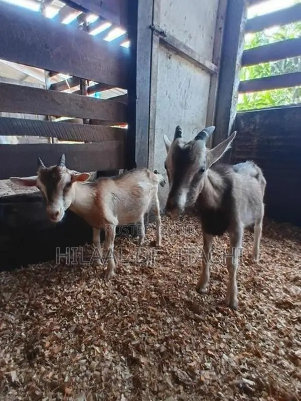 Farm Goats