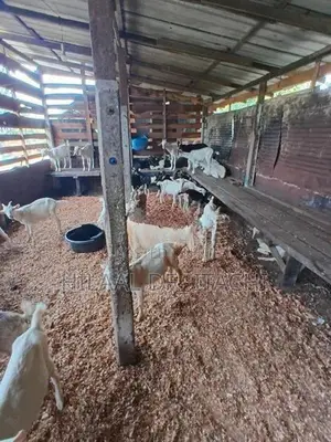 Farm Goats