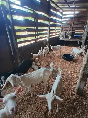 Farm Goats