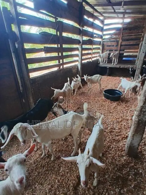Farm Goats