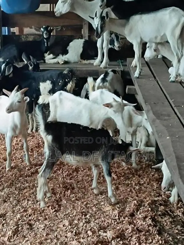 Farm Goats