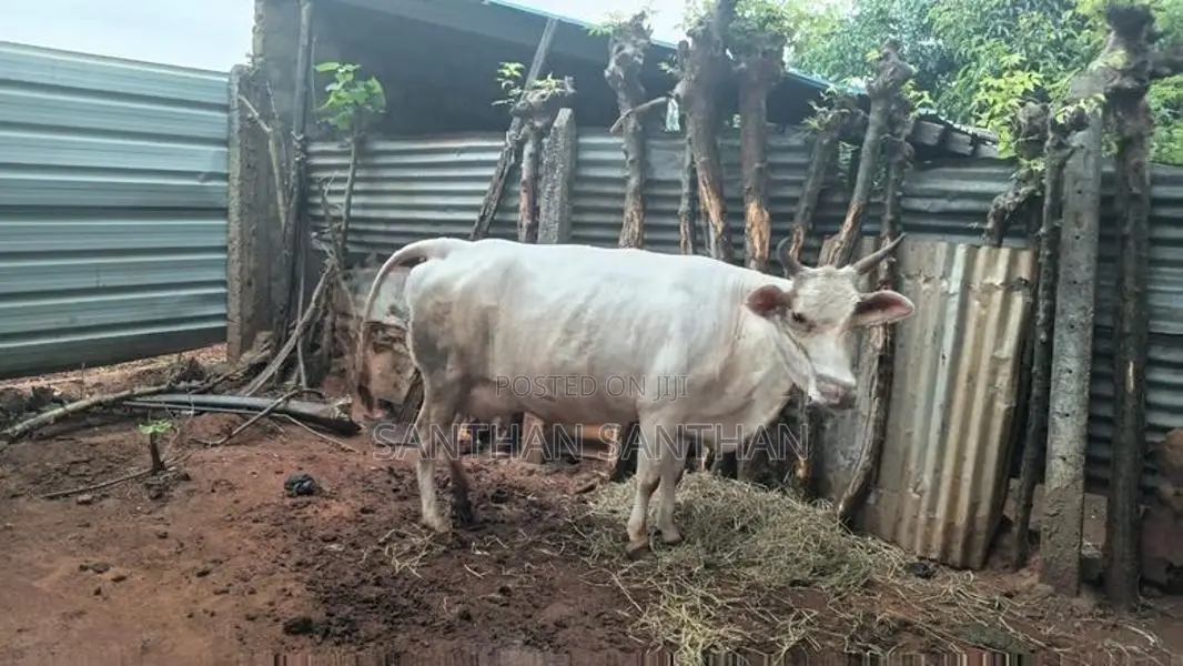 Milk Cow