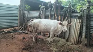 Milk Cow