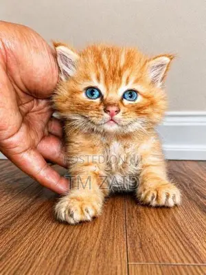 Persian Cat