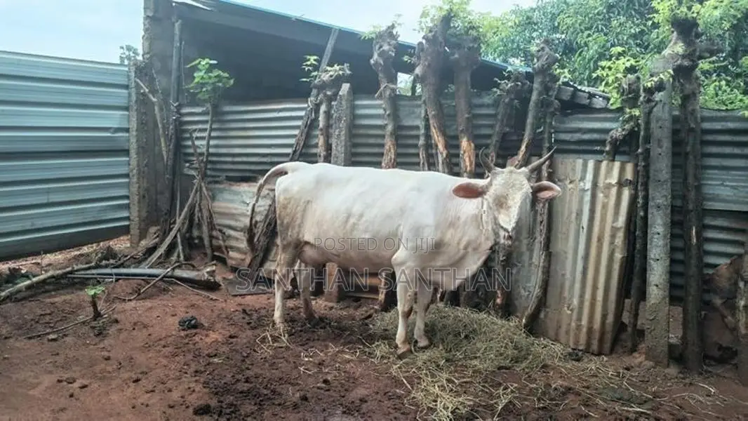 Milk Cow