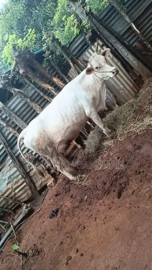 Milk Cow