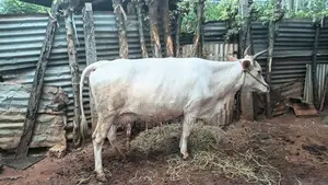 Milk Cow