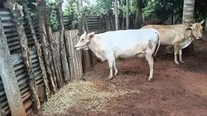 Milk Cow