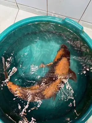 Ki Utsuri Koi Carf
