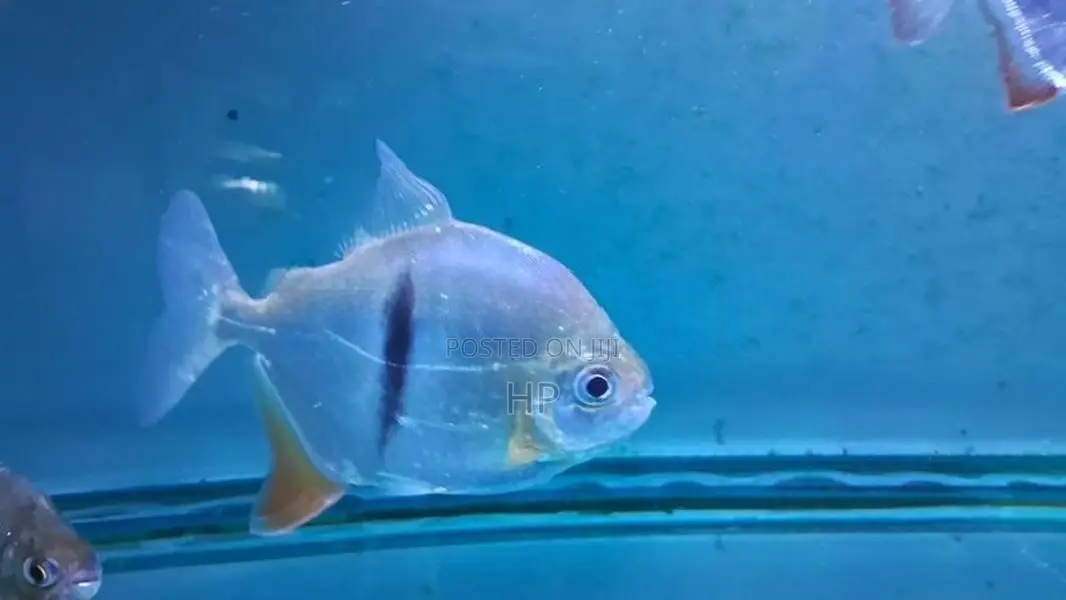 Thin-Bar Silver Dollar Fish
