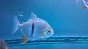 Thin-Bar Silver Dollar Fish