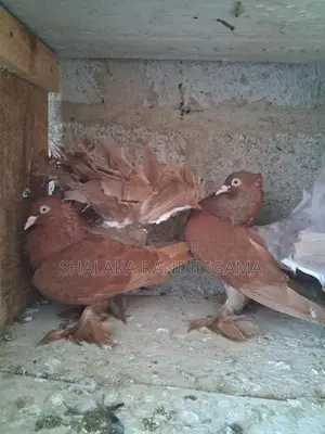 Fantail Pigeon