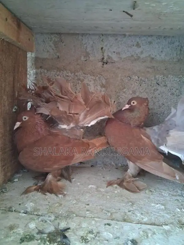 Fantail Pigeon