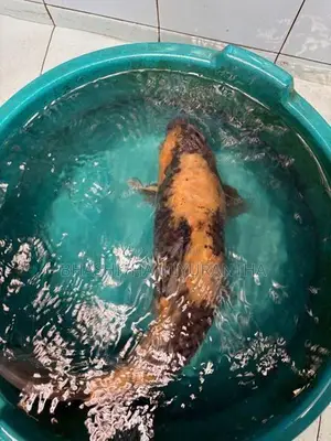 Ki Utsuri Koi Carf