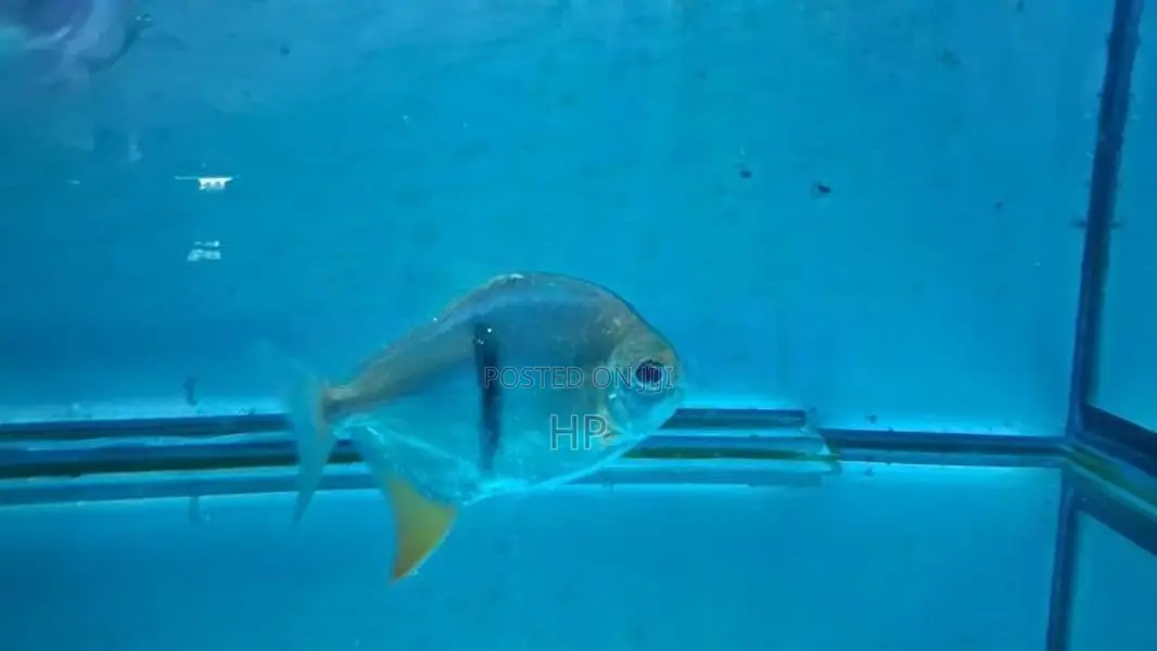 Thin-Bar Silver Dollar Fish