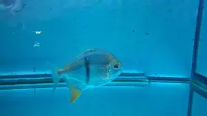 Thin-Bar Silver Dollar Fish