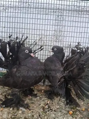 Fantail Pigeon
