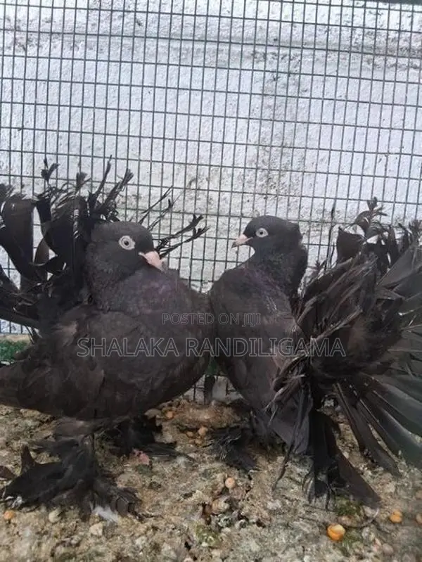 Fantail Pigeon