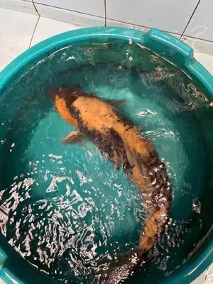 Ki Utsuri Koi Carf