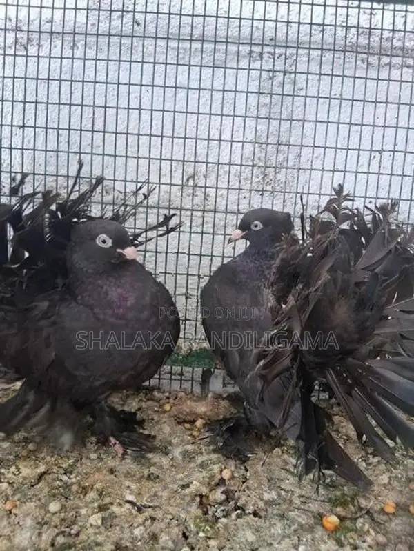 Fantail Pigeon