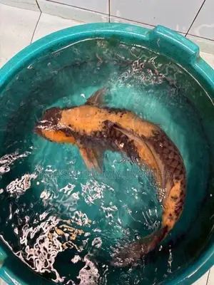 Ki Utsuri Koi Carf