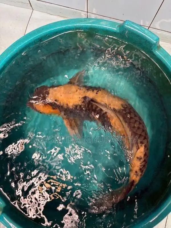 Ki Utsuri Koi Carf