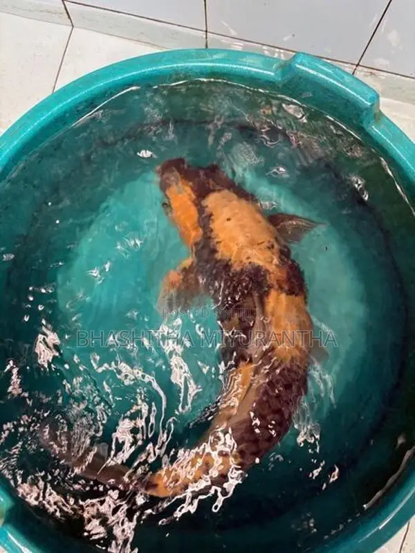 Ki Utsuri Koi Carf