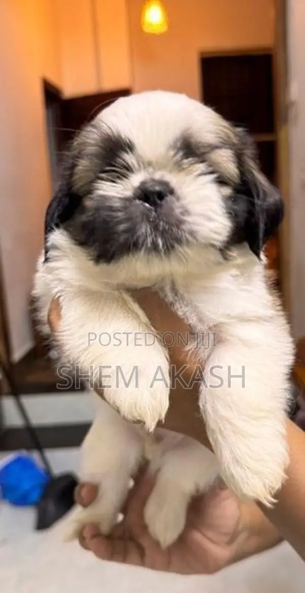 Shih Tzu Puppies