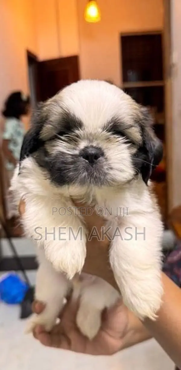 Shih Tzu Puppies
