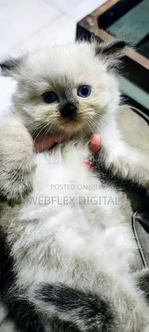 Himalayan Kitten