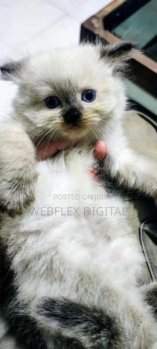 Himalayan Kitten