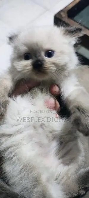 Himalayan Kitten