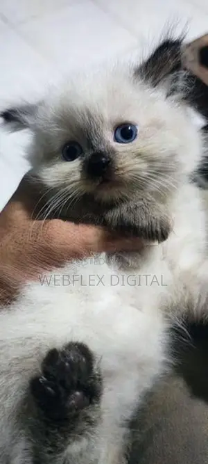 Himalayan Kitten