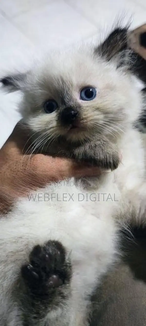 Himalayan Kitten